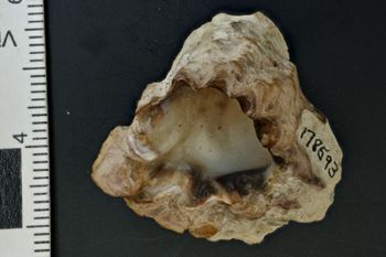 Media type: image;   Malacology 178593 Description: Digital documentation photo of dry specimen.;